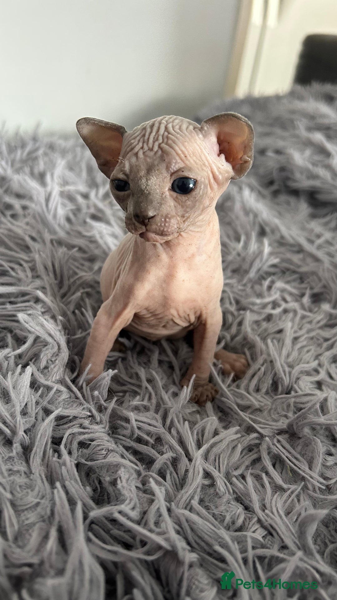 Sphynx cats for sale: Amazing colour Sphynx - Image 11