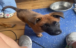 Belgian Shepherd Dog dogs for sale: KC registered Male Belgian Malinois pup  in Leeds - Image 2