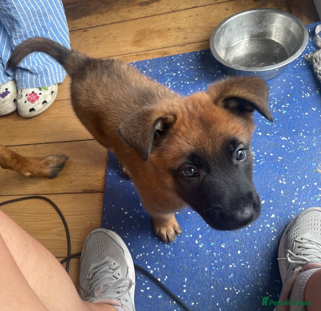 Belgian Shepherd Dog dogs for sale: KC registered Male Belgian Malinois pup  in Leeds - Image 2