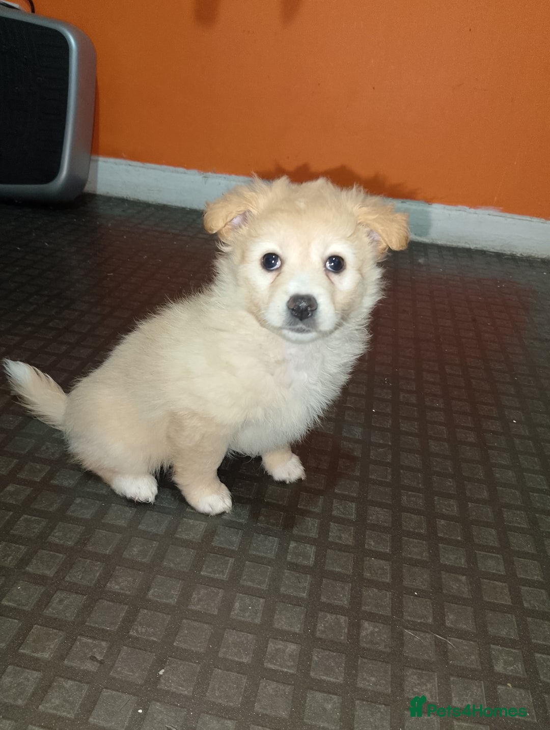 Mixed Breed dogs for sale: Puppy's  - Image 15