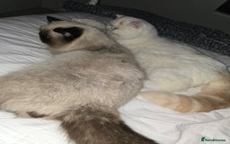 Exotic cats for sale: Stunning Rare Cream Van ESH Male - Image 11