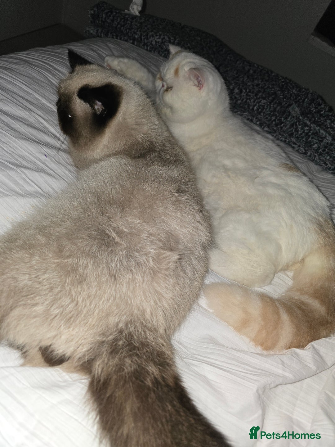 Exotic cats for sale: Stunning Rare Cream Van ESH Male - Image 11