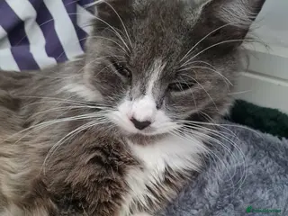 Mixed Breed cats Maine coone cross kittens - Advert 1