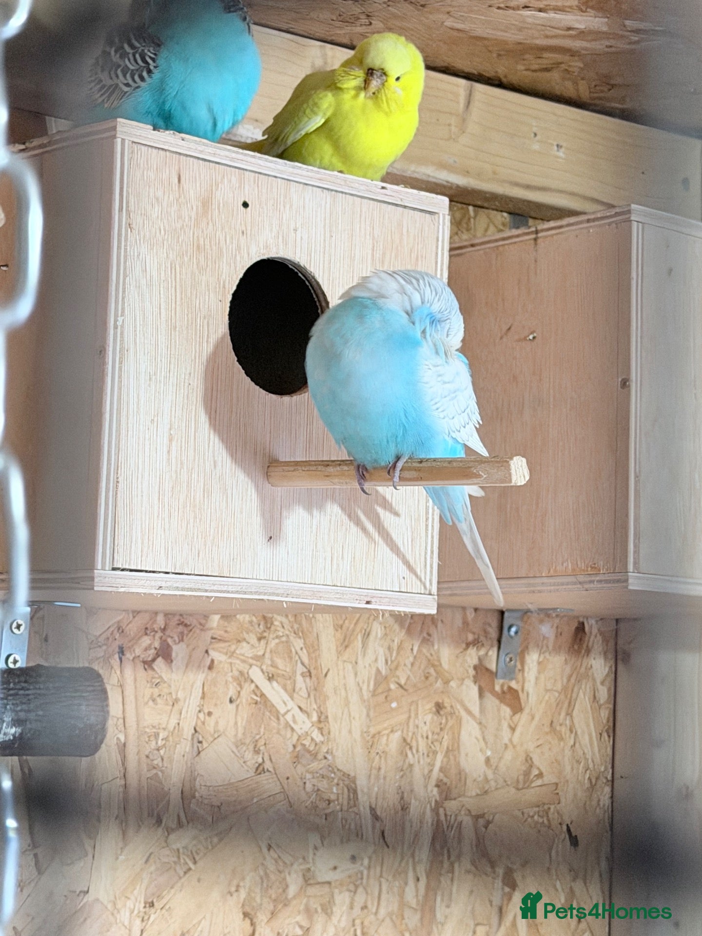 Budgerigars birds Budgies for sale  - Advert 1