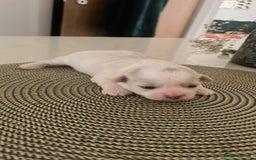 Zuchon dogs for sale: Female  - Image 5