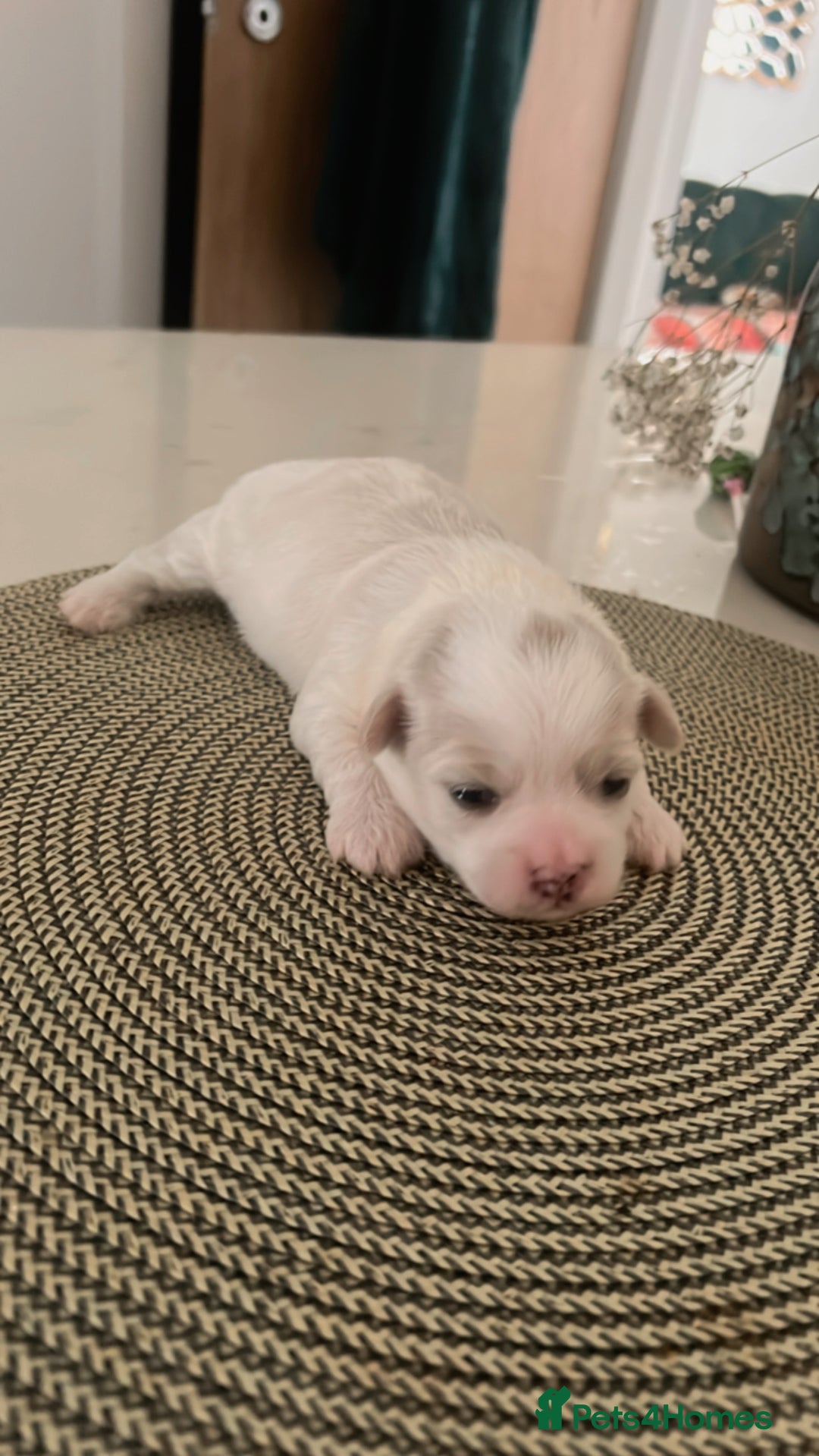 Zuchon dogs for sale: Female  - Image 5