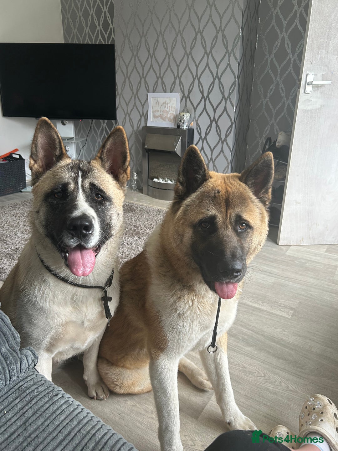 Akita dogs for sale: 2 American Akitas  - Image 5