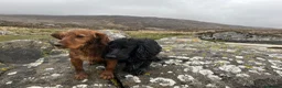 Cocker Spaniel dogs for sale: Cocker spaniel dog pup - Advert 3