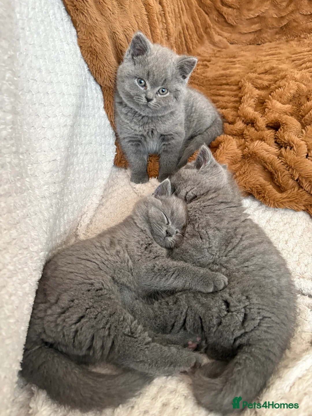 British Shorthair cats for sale: Pru and piper babies  - Advert 6