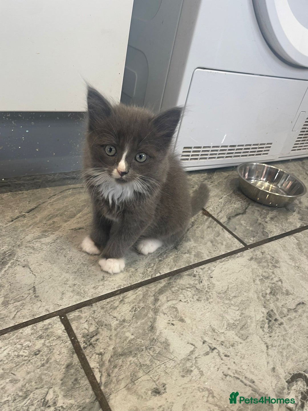 Ragdoll cats for sale: OPEN TO OFFERS!BEAUTIFUL RAGDOLL X SIAMESE KITTENS - Image 11