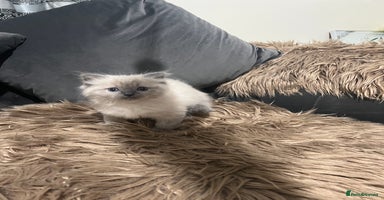 Ragdoll cats - Advert 2
