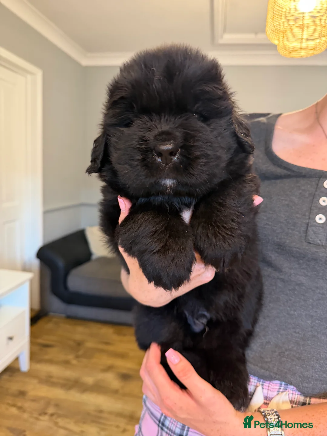 Newfoundland dogs for sale: Stunning Newfoundland Puppies  - Advert 15