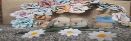 Mini Lop rabbits for sale: Mini Lop - Advert 3
