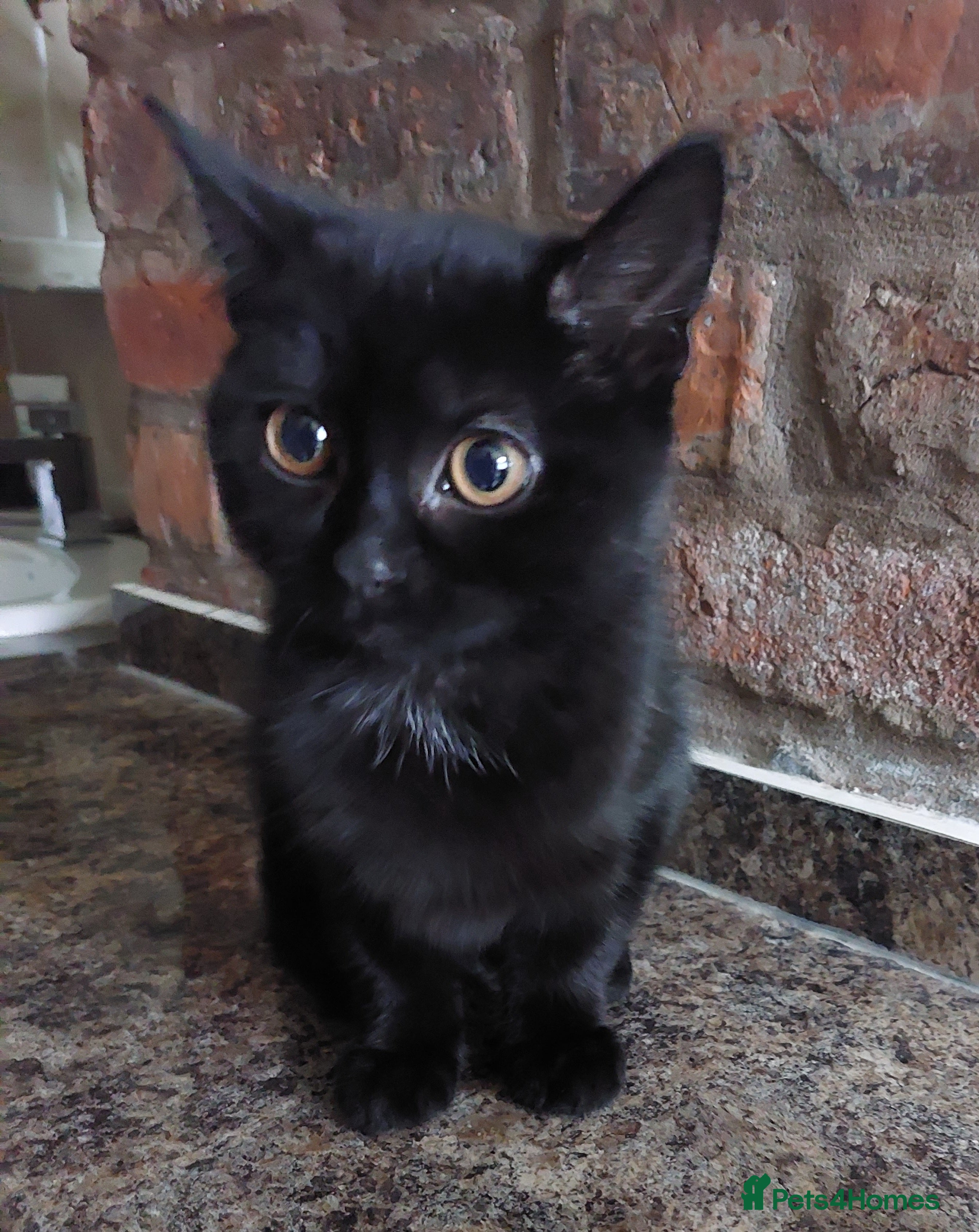 British Shorthair cats Batman Cutest black cat ready for forever home - Advert 13