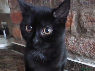 British Shorthair cats Batman Cutest black cat ready for forever home - Advert 13