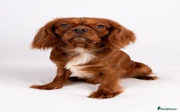 Cavalier King Charles Spaniel dogs for stud: KC REG EXTENSIVELY HEALTH TESTED CHOC RUBY STUD  in Hoddesdon - Image 17