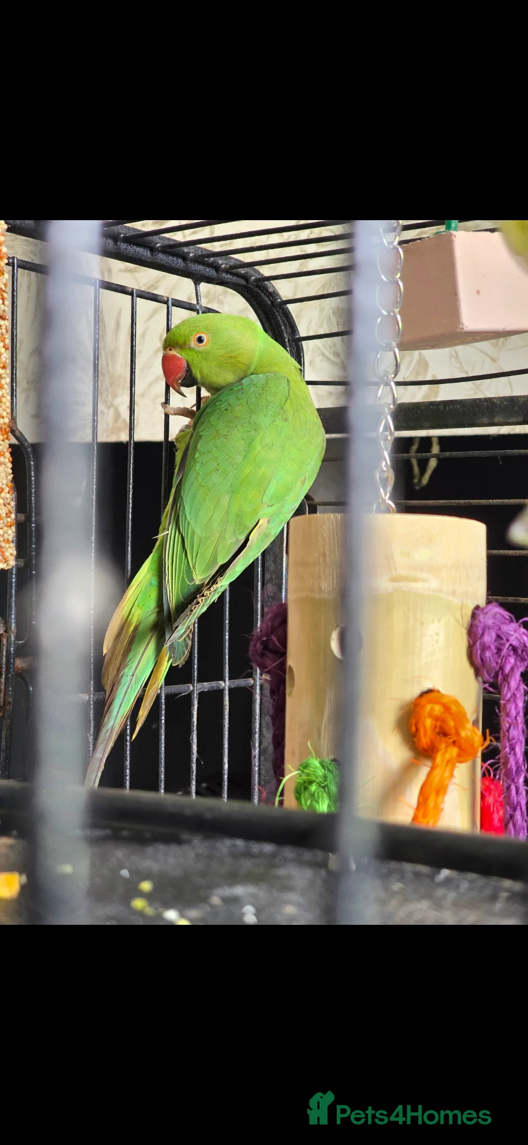 Ringnecks birds for sale: Green Ringneck - Advert 3