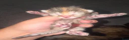 Mixed Breed cats for sale: 6 gorgeous kittens  - Advert 2