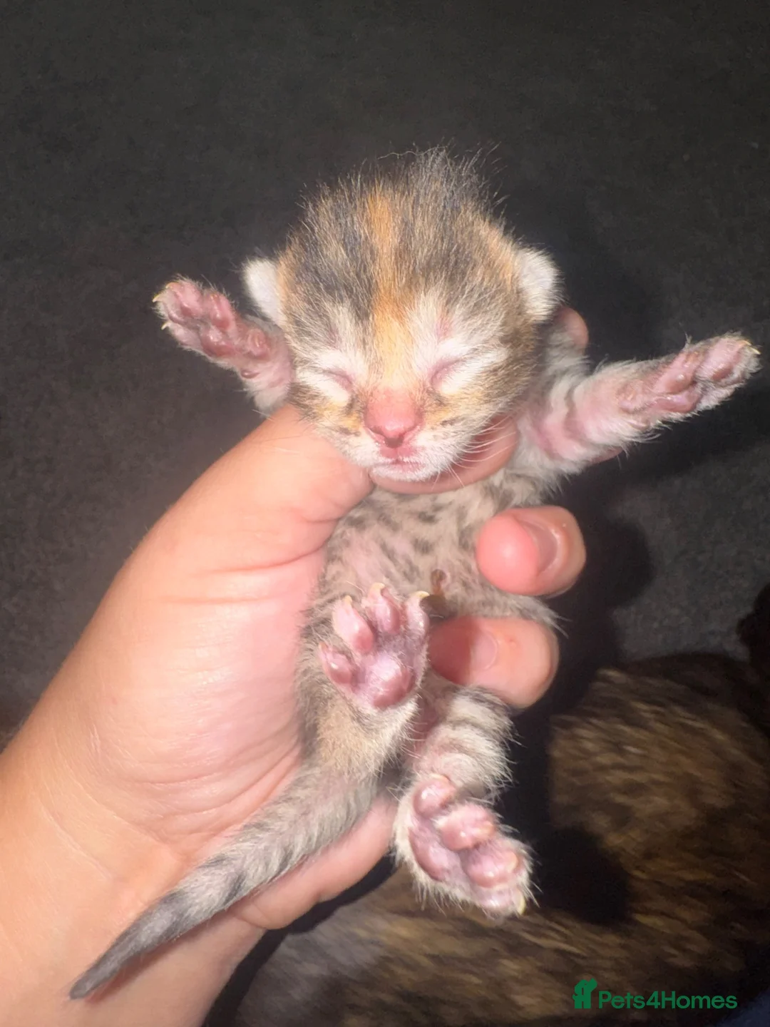 Mixed Breed cats for sale: 6 gorgeous kittens  - Advert 2