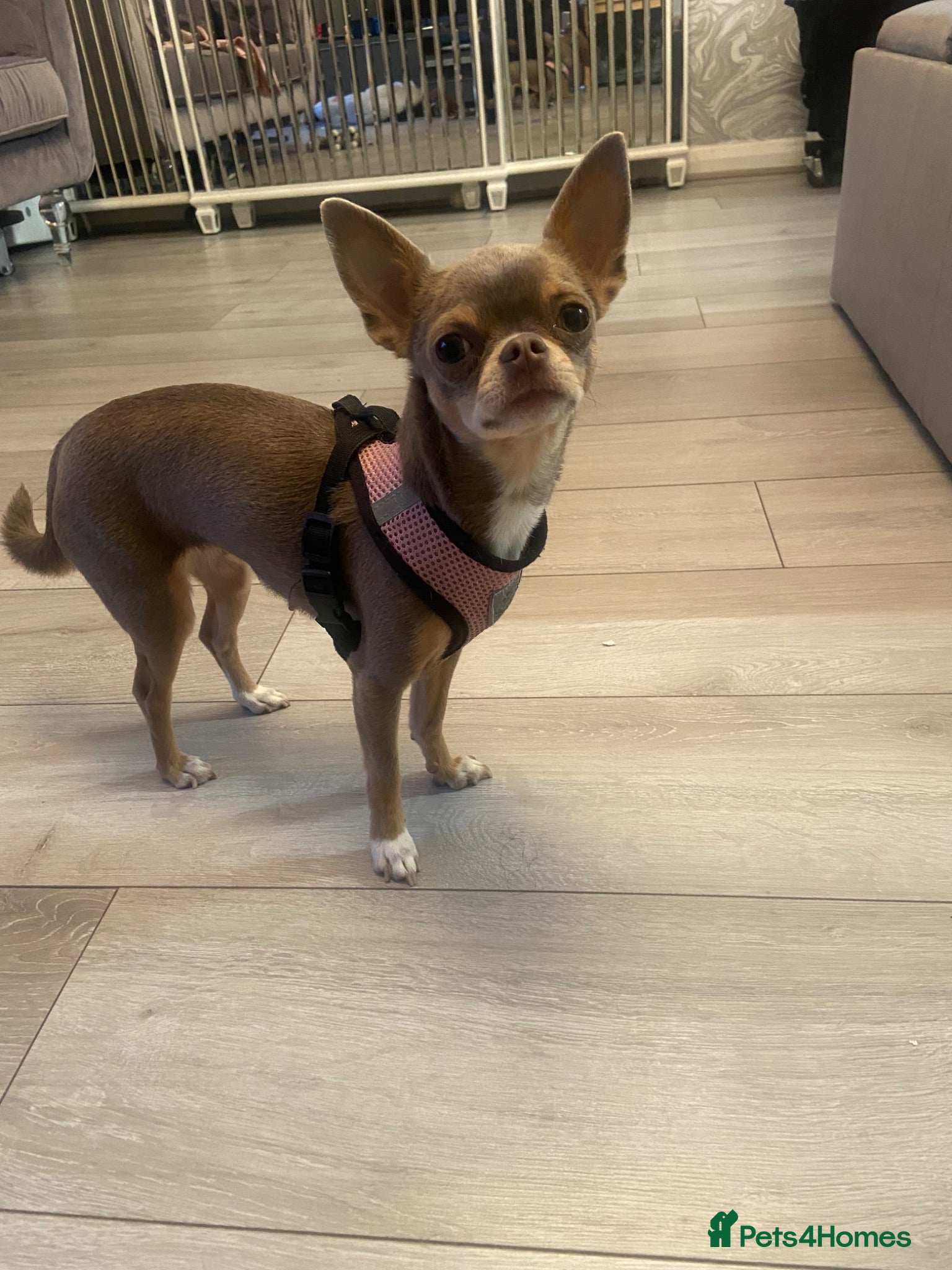 Chihuahua dogs  Beautiful Chihuahua Puppies Available to Reserve  - Advert 2