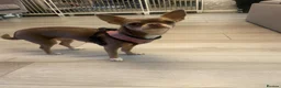 Chihuahua dogs for sale:  Beautiful Chihuahua Puppies Available to Reserve  - Advert 1