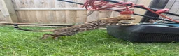 Bengal cats for sale: ✨ READY NOW - Pedigree Bengal Kitten Boy✨ - Advert 4