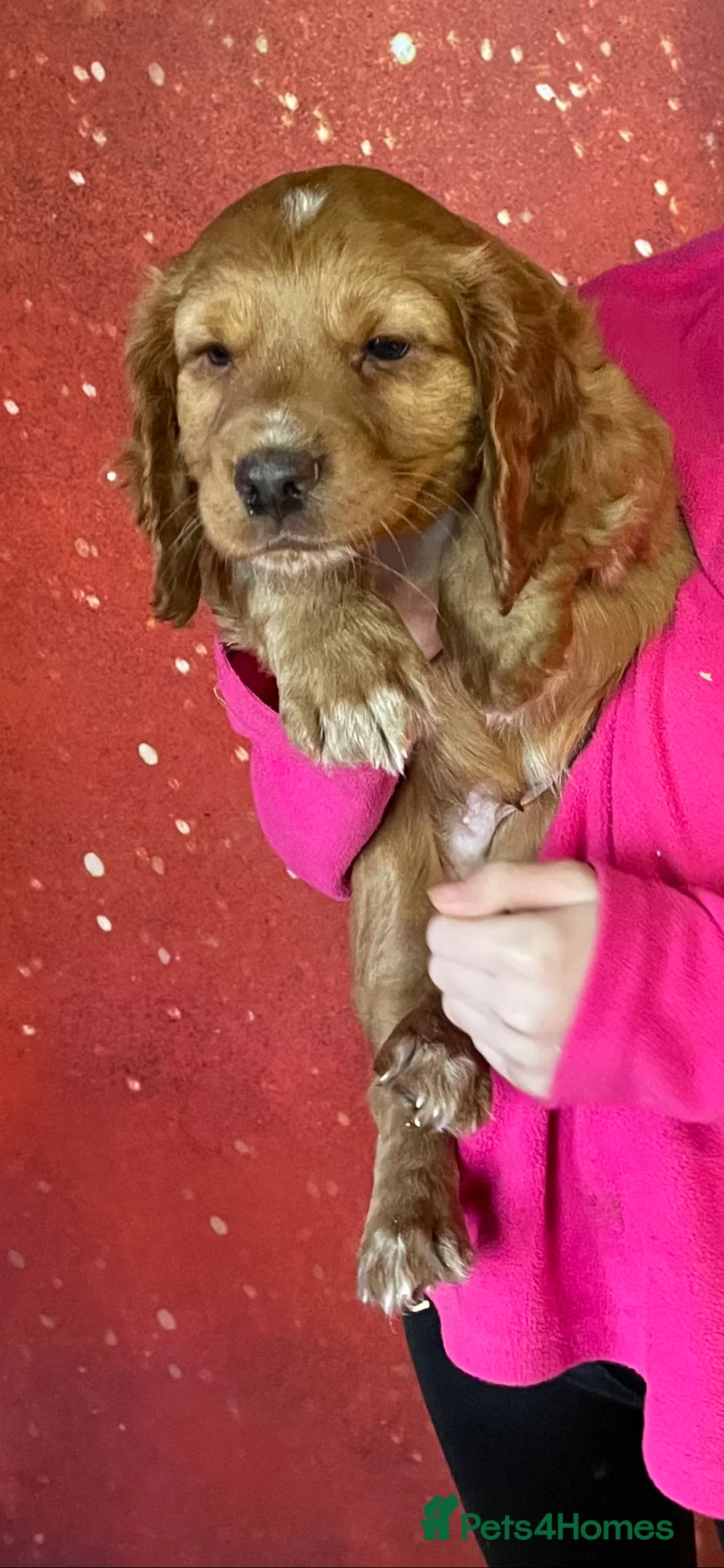Cocker Spaniel dogs for sale: COCKER SPANIEL PUPS - Advert 2