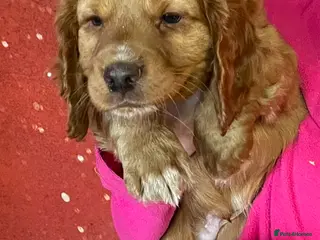 Cocker Spaniel dogs COCKER SPANIEL PUPS - Advert 17