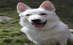 German Shepherd dogs for sale: White german sheperd  - Image 1