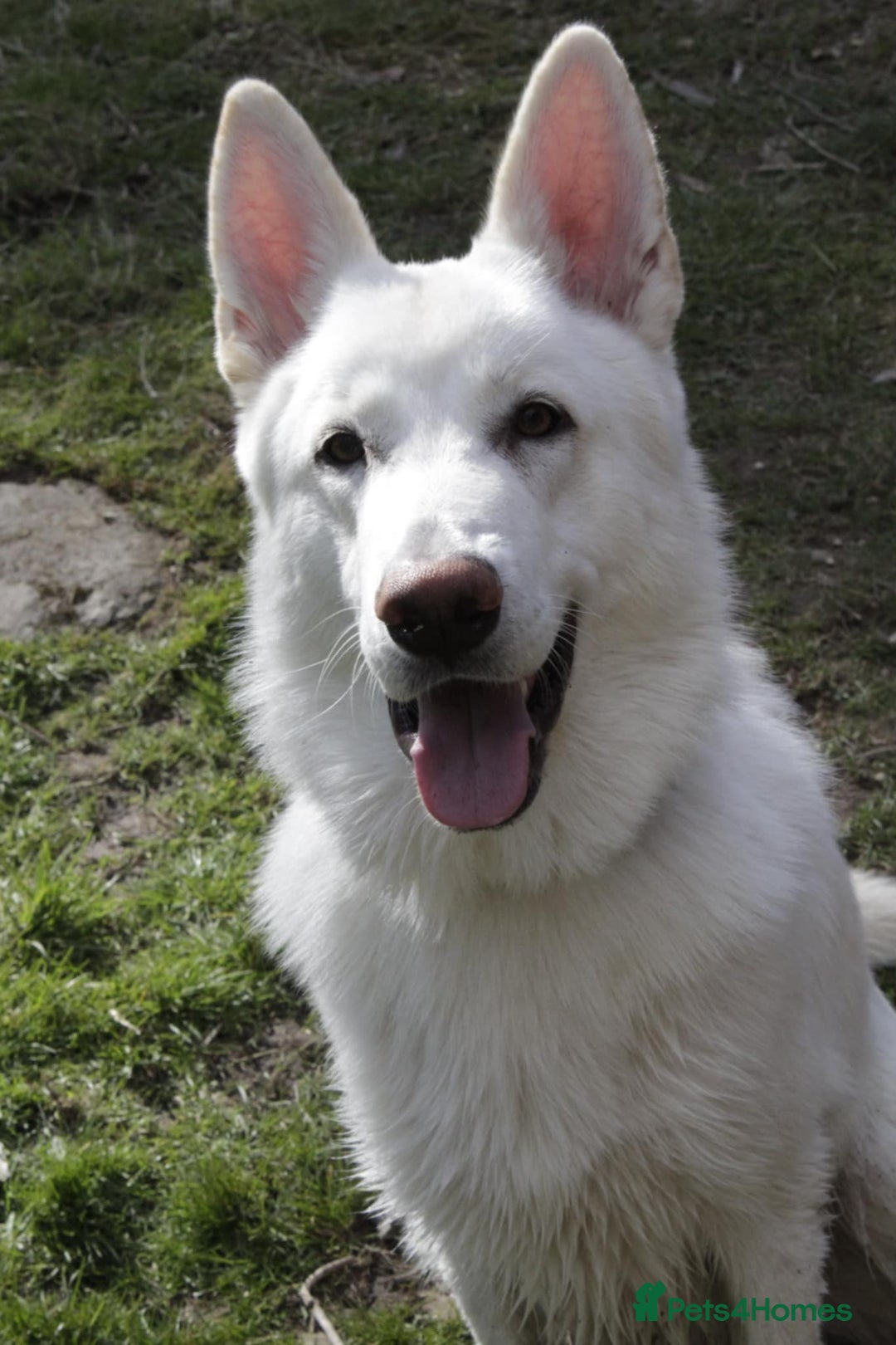 German Shepherd dogs for sale: White german sheperd  - Image 1