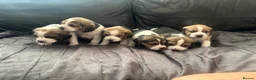 Beagle dogs for sale: Stunning Beagle puppies  - Advert 5