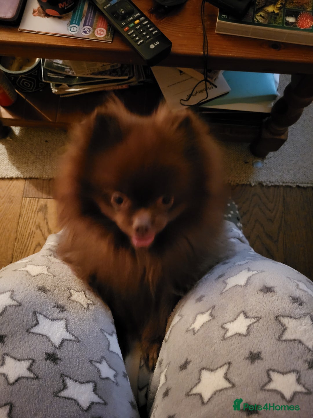 Pomeranian dogs for stud: Chocolate brown teddy faced pom proven stud - Image 3