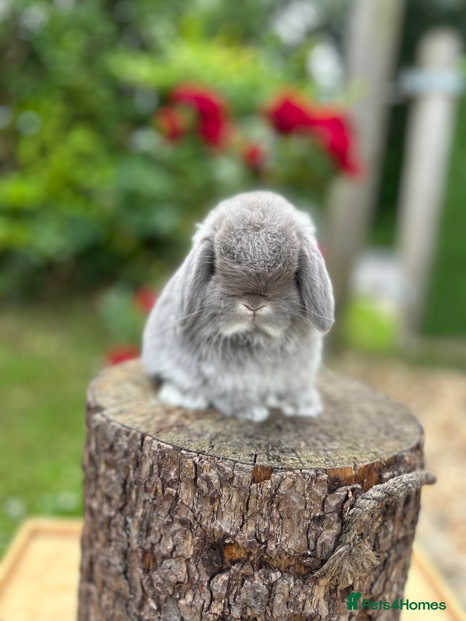 Mini Lop rabbits ⭐ FRIENDLY BABY MINI LOPS ⭐  - Advert 2