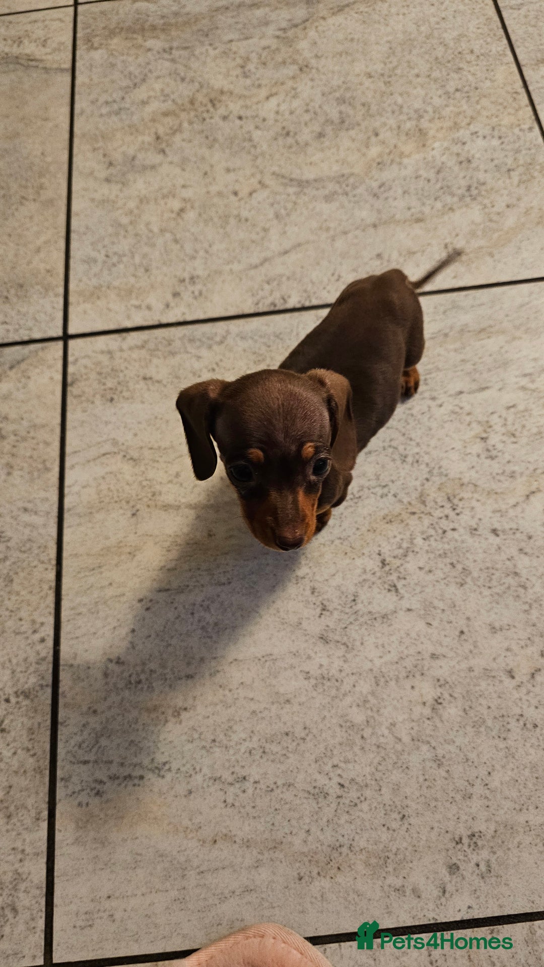 Dachshund dogs for sale: Miniature Dachshund Puppies. - Advert 19