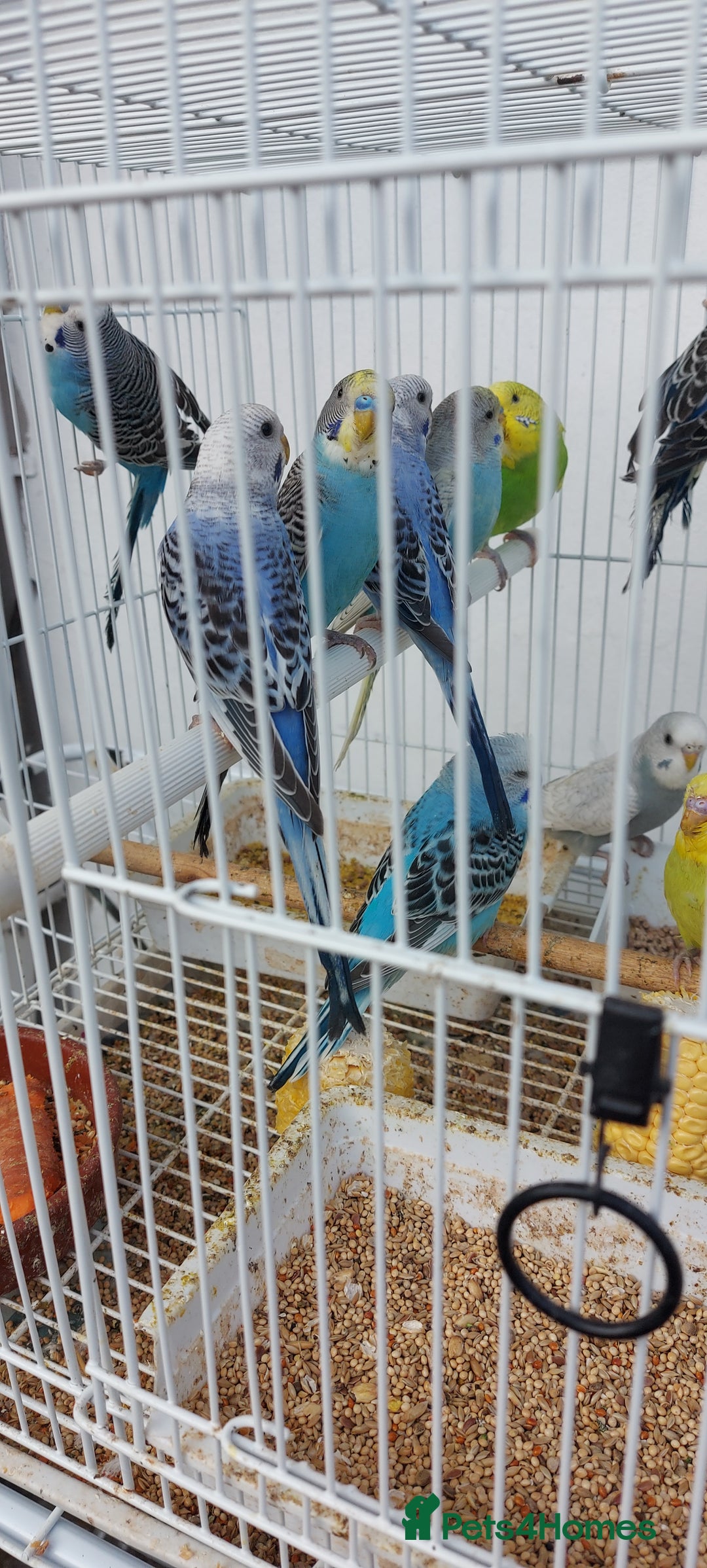 Budgerigars birds for sale: Budgies for sale  - Image 18