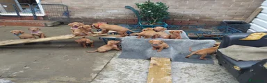 Hungarian Vizsla 1
