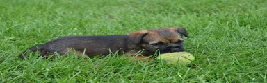 Border Terrier 1