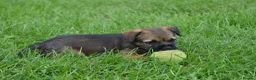 Border Terrier dogs for sale: Border Terrier Puppies - Advert 3