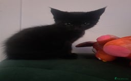 British Shorthair cats for sale: 8 week old Black kitten £30 - Image 1