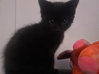 British Shorthair cats - Advert 2