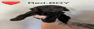 Cockapoo Puppy 1- RED