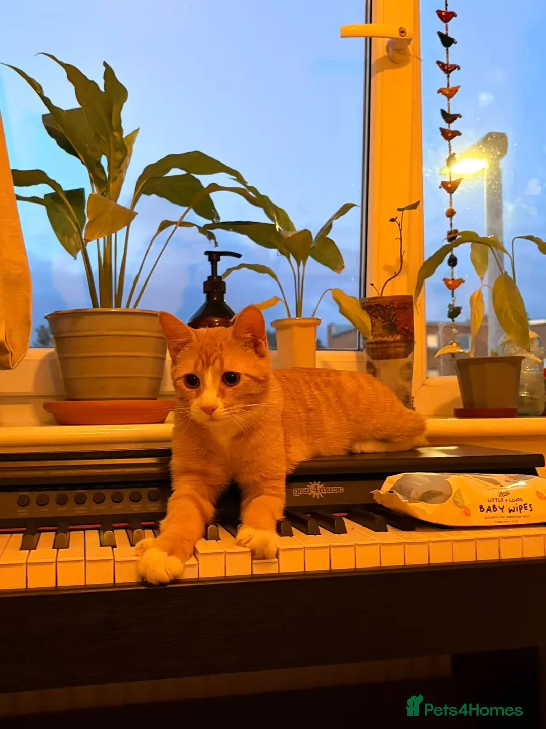 Domestic Shorthair cats for sale: 7-Month-Old Loving & Playful Male Kitten  - Advert 14