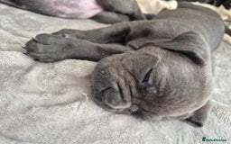 Cane Corso dogs for sale: Beautiful Blue Cane Corso Puppies - Image 28