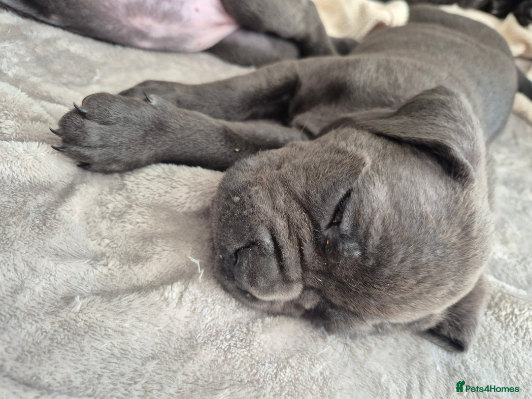 Cane Corso dogs for sale: Beautiful Blue Cane Corso Puppies - Image 28