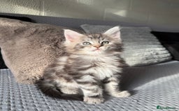 Maine Coon cats for sale: XL Russian Lines TICA registered Maine Coon Boy - Image 7