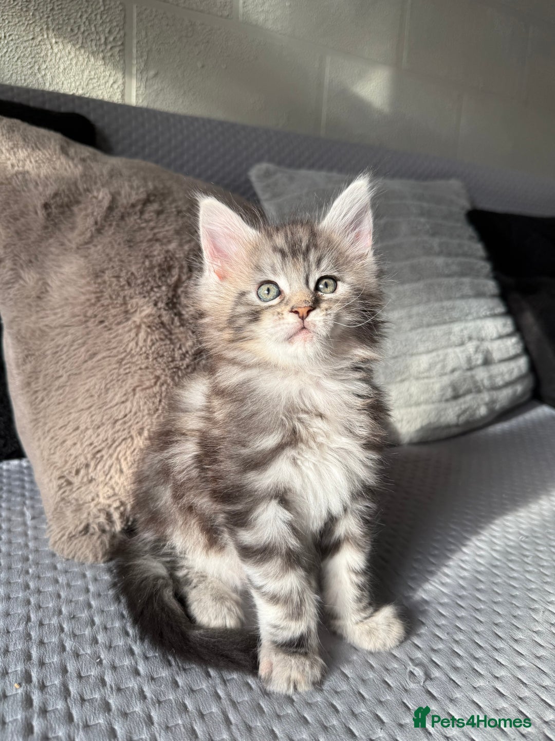 Maine Coon cats for sale: XL Russian Lines TICA registered Maine Coon Boy - Image 7