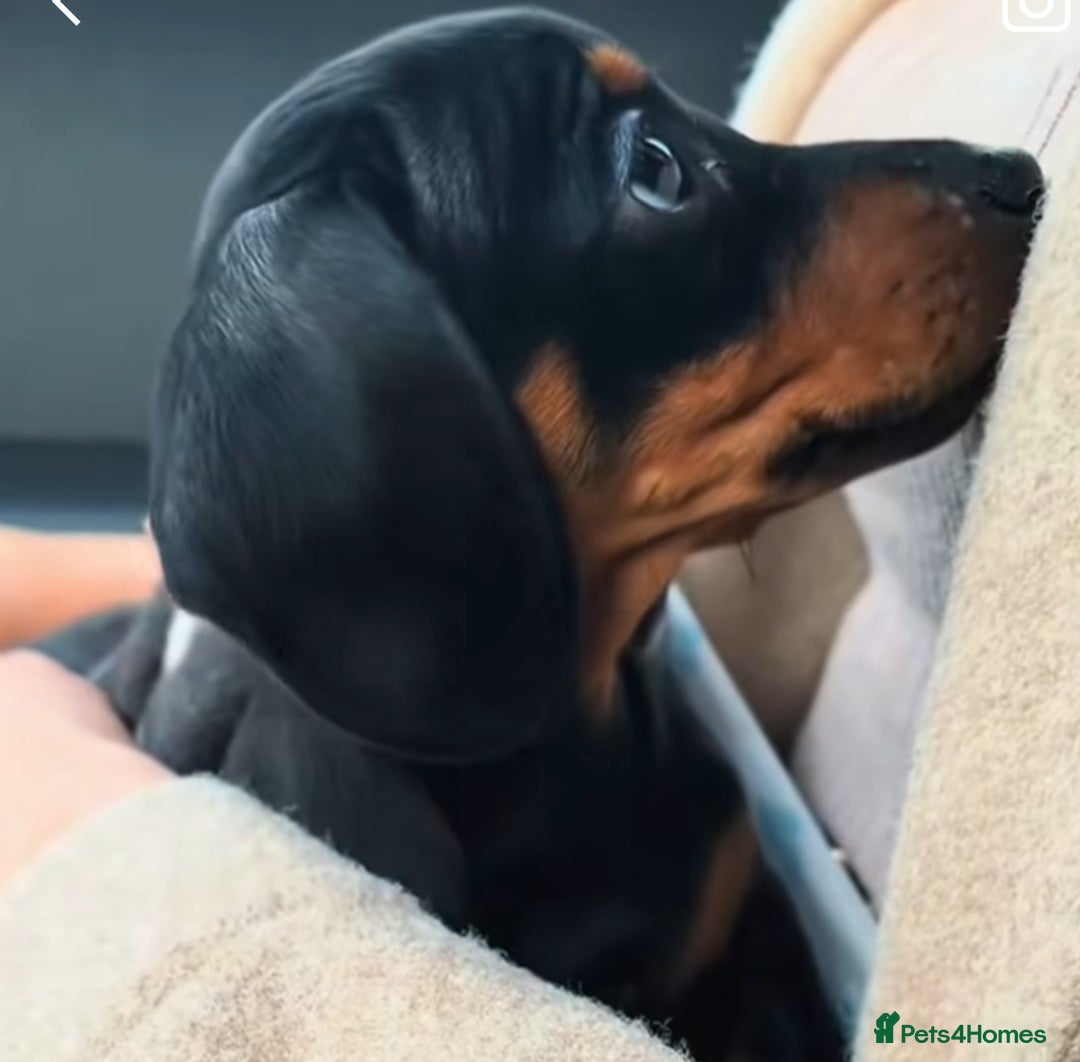 Miniature Dachshund dogs for sale: Fully vaccinated and ready TO GO,kc reg pra clear in Warrington - Image 2