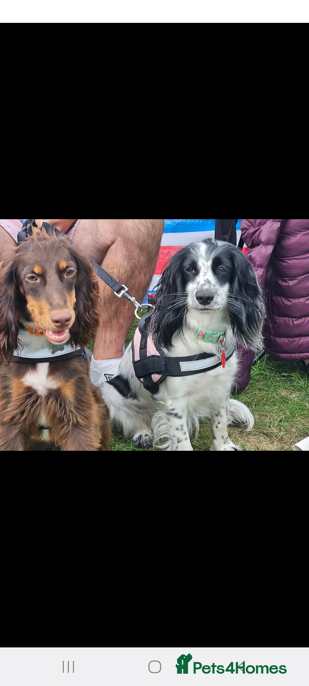 Cocker Spaniel dogs for sale: Spaniel looking for new loving home  - Advert 2