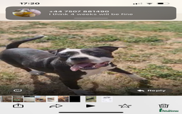 Mixed Breed dogs for adoption: ❤️ HERA the dog with a beautiful heart ❤️ - Image 30