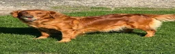 Golden Retriever dogs for sale: 🌟DNA clear, super dark, golden puppies 🌟 - Advert 6